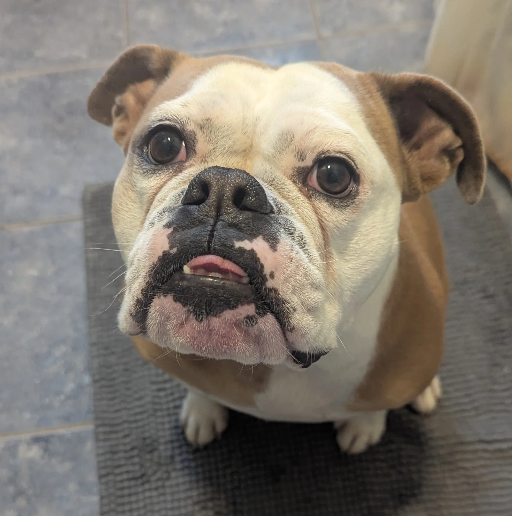 Gertie the bulldog therapy dog, HAP's animal-assisted activities companion